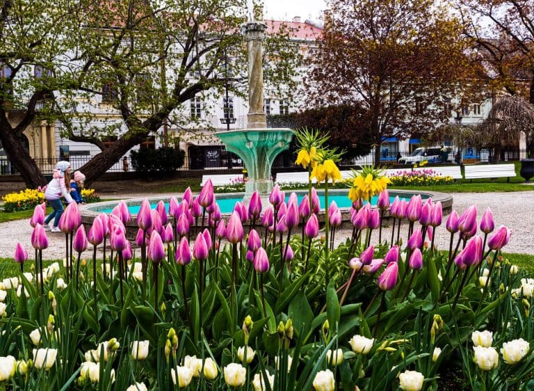 Keď je mestský podnik v dobrých rukách – Správa mestskej zelene v Košiciach